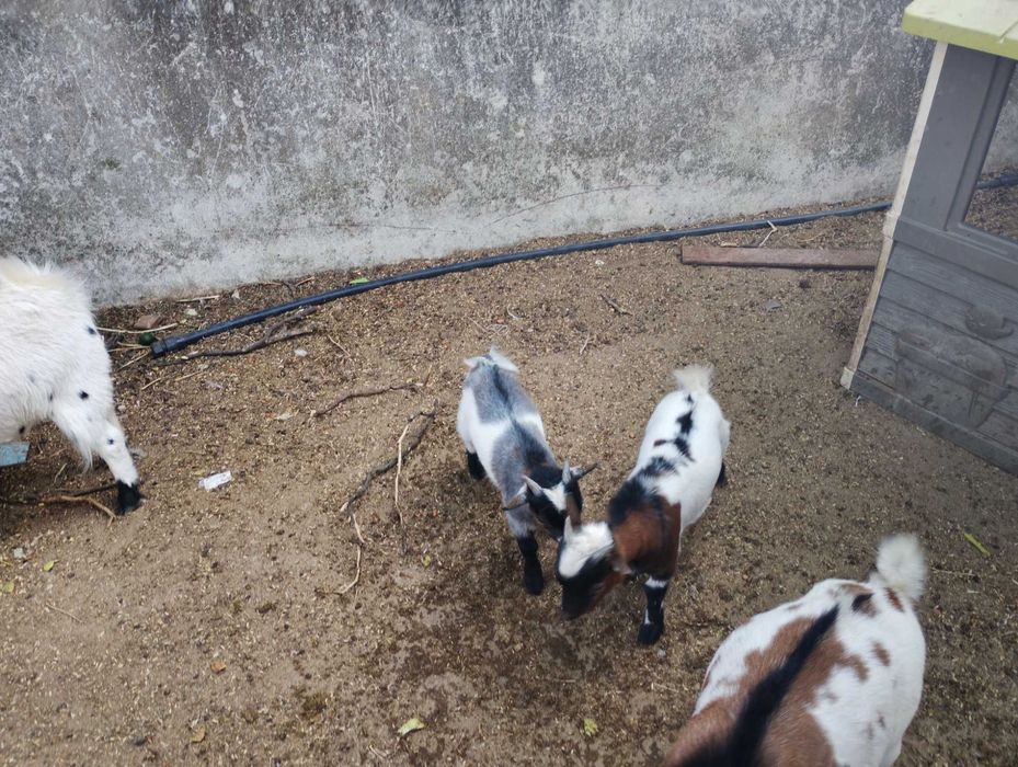 Cabrito Anão Macho