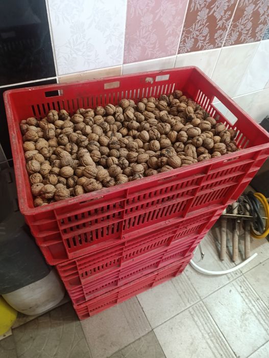 Горіх грецький сухий