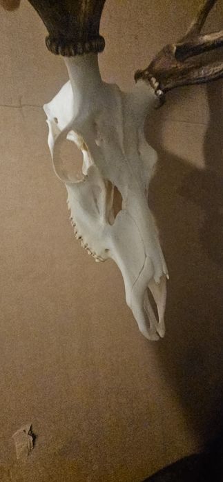 Poroże jelenia byka ósmak