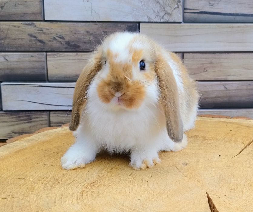 Mini lop wolne króliczki baranki