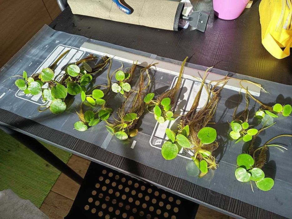 Vendo ou Troco; Amazon Frogbit (Limnobium laevigatum)