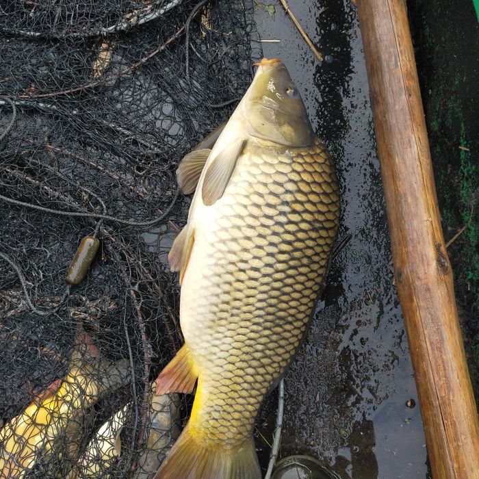 Karp handlowy  duży