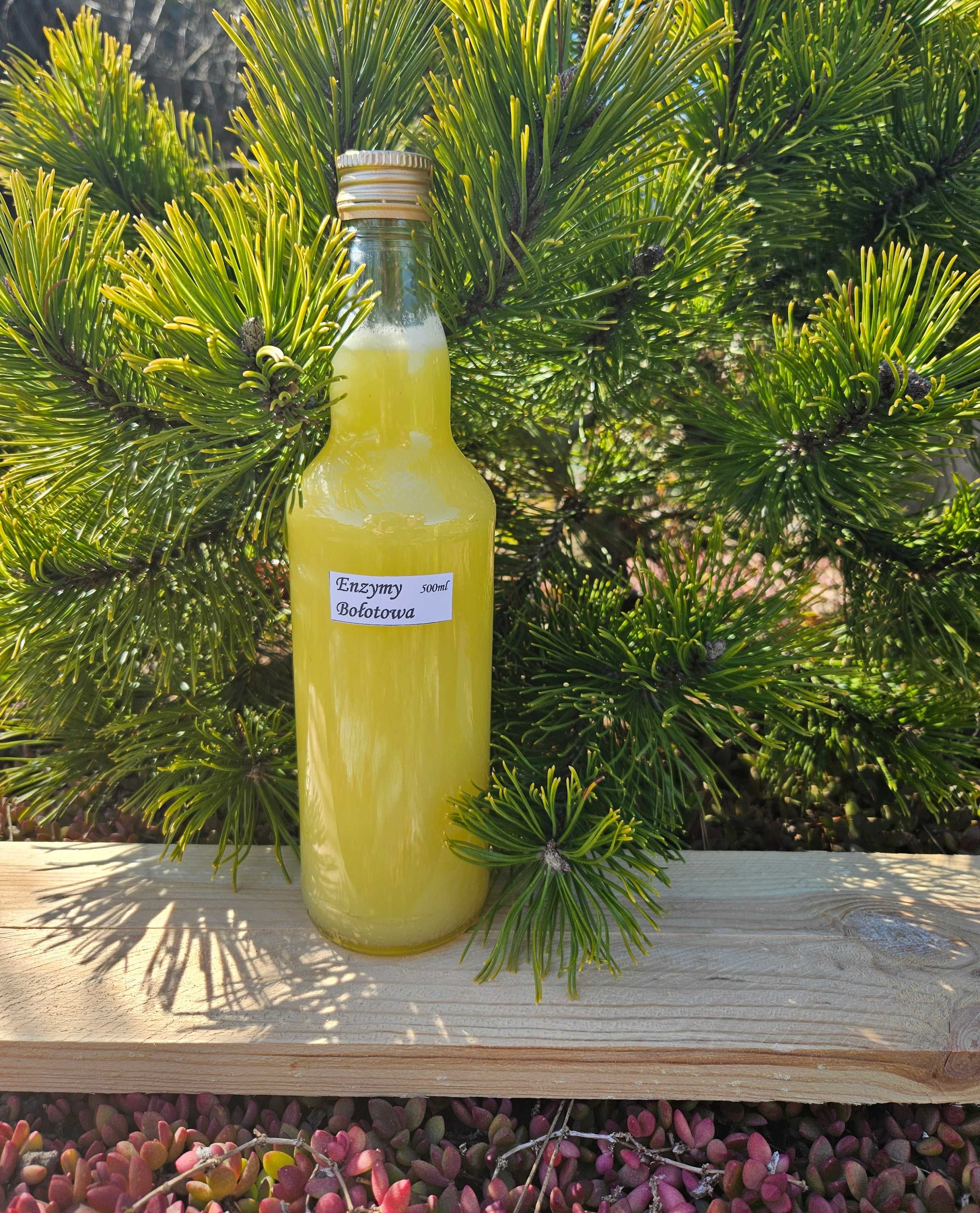 Kwas 1,5 litra Enzymy Bołotowa na koziej serwatce 3x500ml