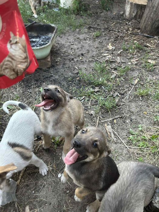 Лінія фронту поруч! Врятуйте хоч по одному, благаю