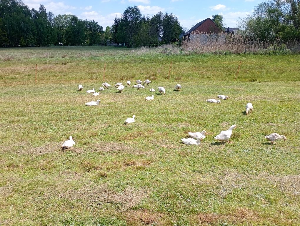 Sprzedam    Gąski