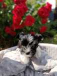 Yorkshire terrier Biewer dziewczynka