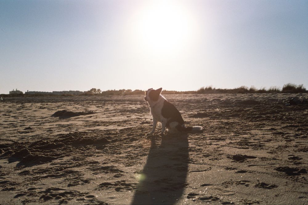 Canon eos500n (câmara analógica )
