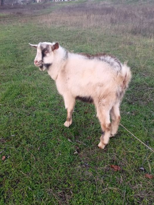 Продам козу та козенят.