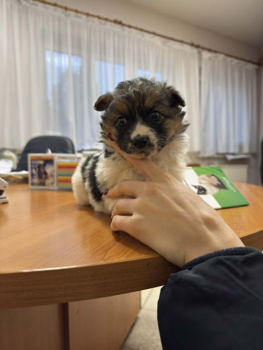Szczeniaki do pilnej adopcji