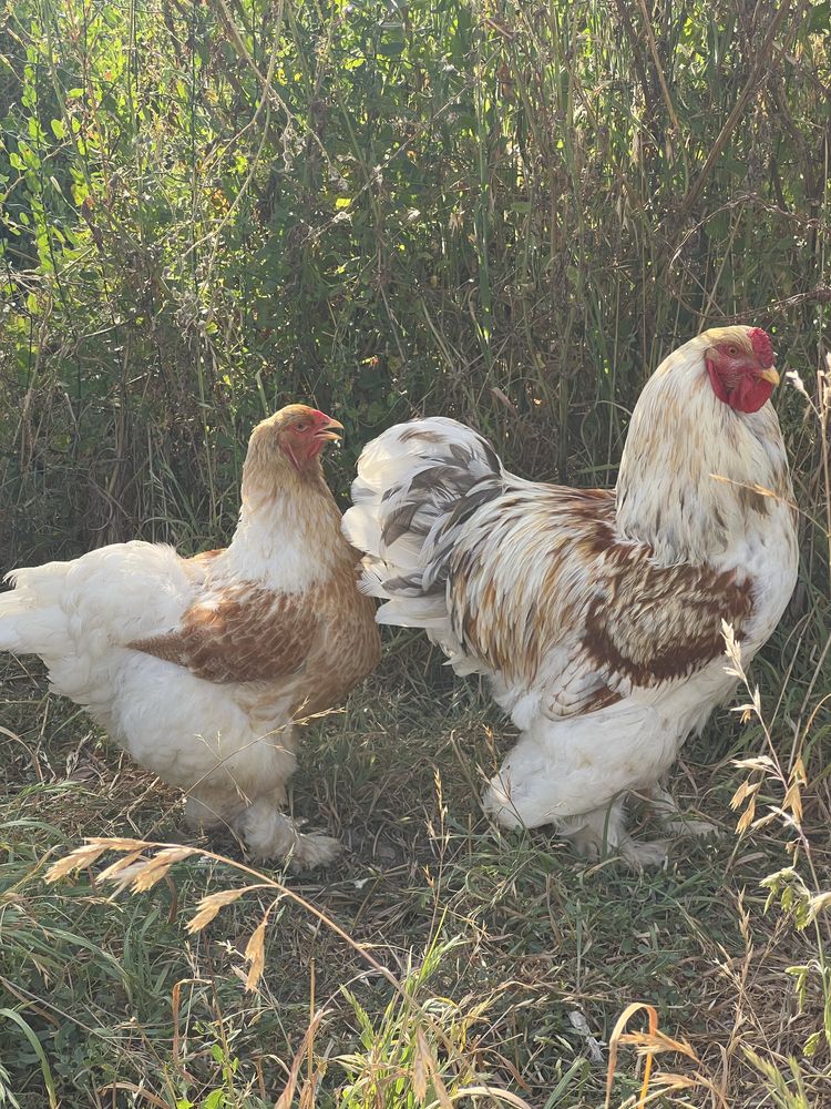Pintos brahma red pyle