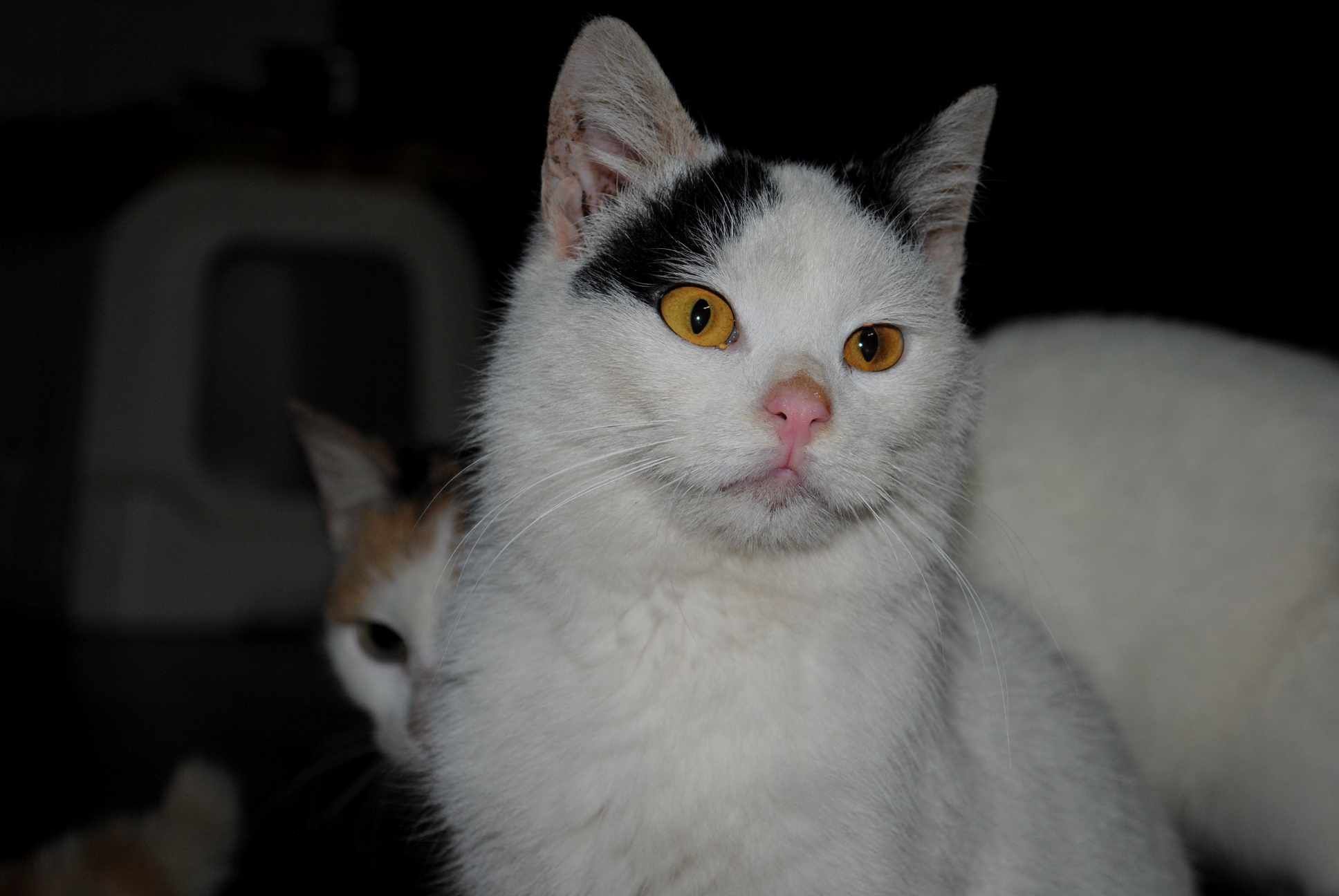 Roczny kocurek z białaczką do adopcji