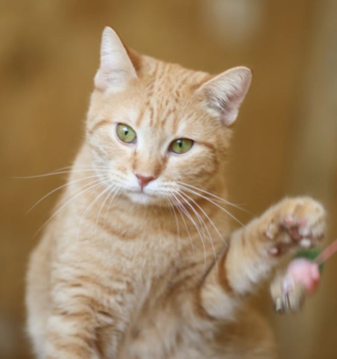 Красивая и строптивая Фанта, кошка 1.5 года