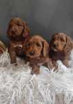 Cockapoo > Cocker & Pudel > hybryda .