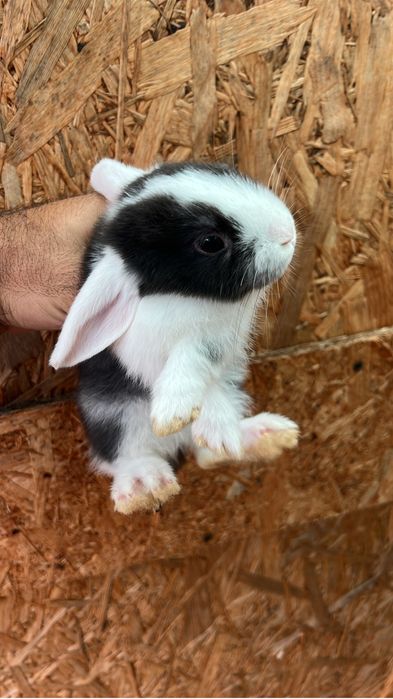 Coelhos anão mini loop Orelhudo e mini Lion.