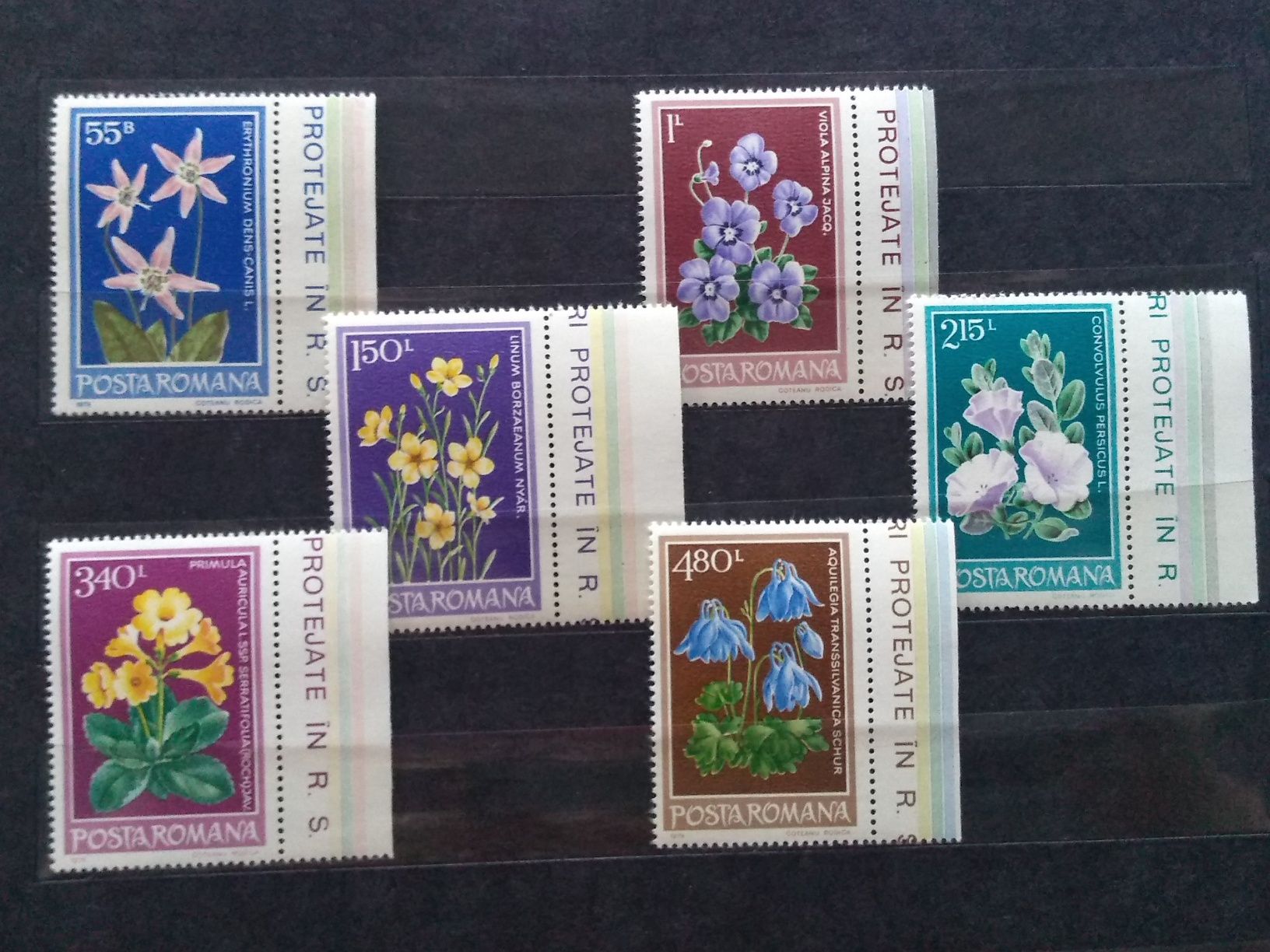 Znaczki Rumunia 1979 flora kwiaty z marginesami
