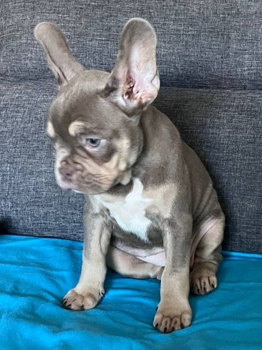 Французский бульдог