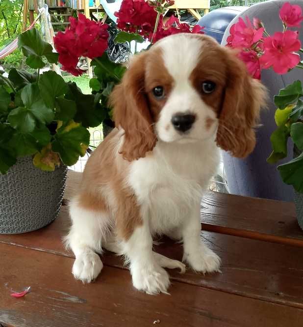 Cavalier King Charles Spaniel