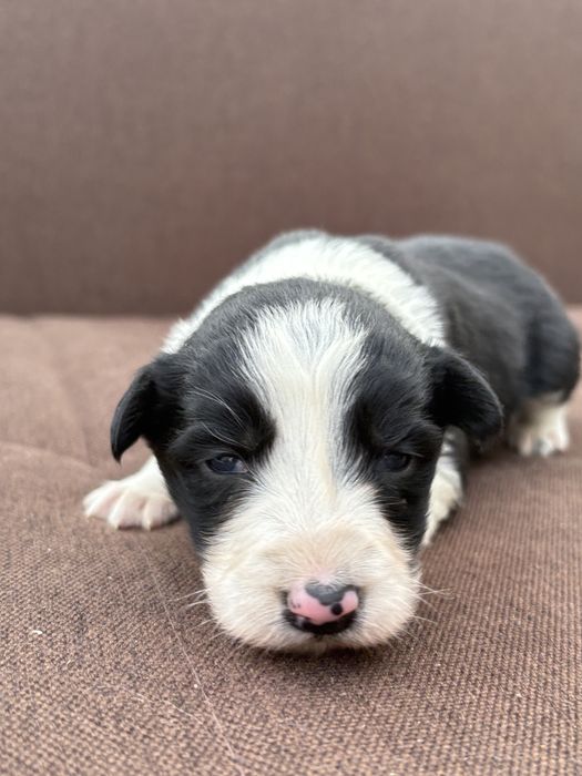 Border Collie suczka szczeniak z metryką