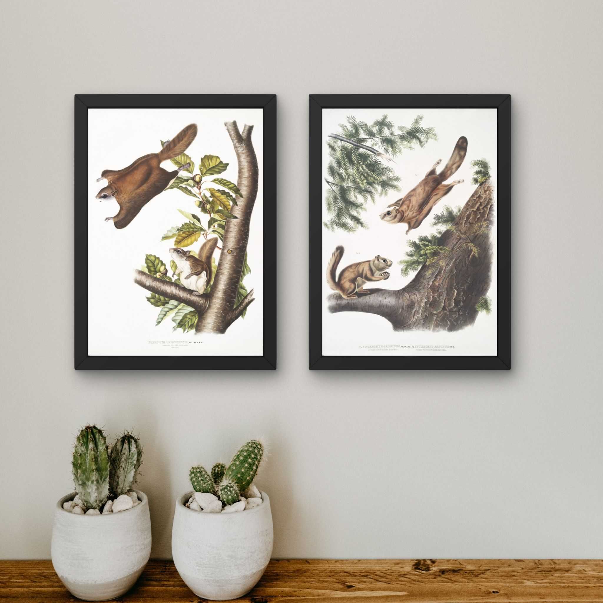 Zestaw 2 Wydruków Artystycznych Wiewiórki Audubon#4