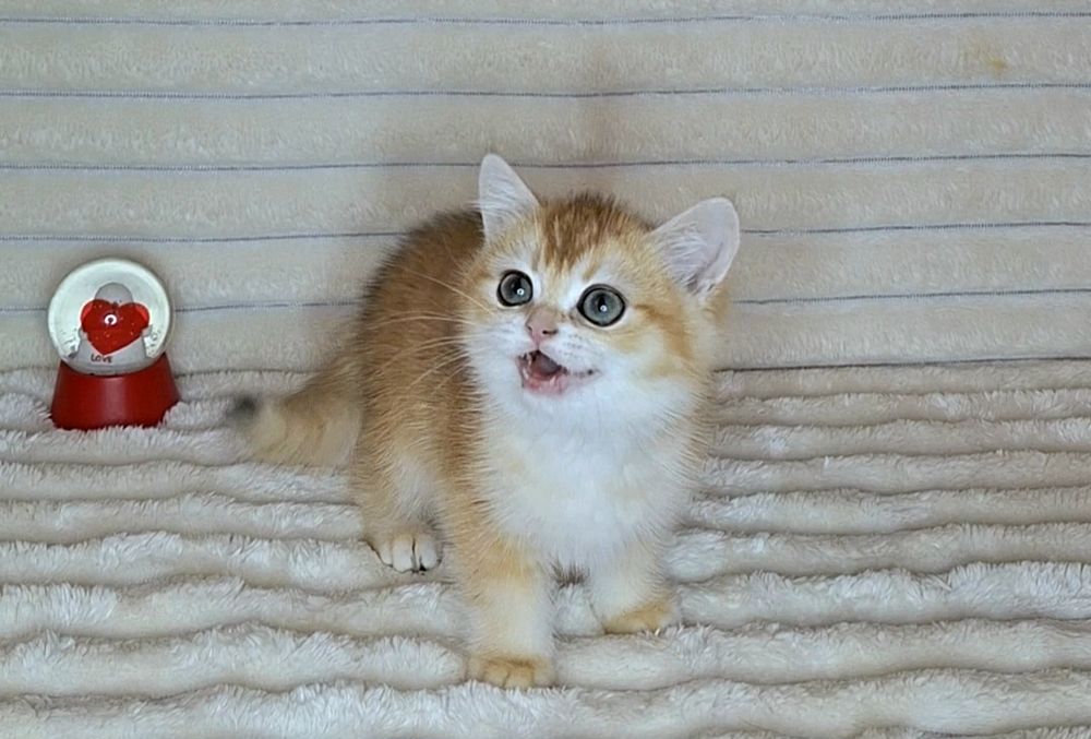 Золота шиншила кошеня.