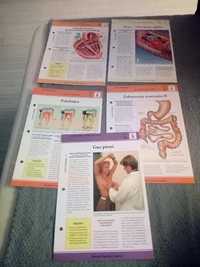 Sprzedam zestaw 5 kart o anatomii człowieka i chorobach