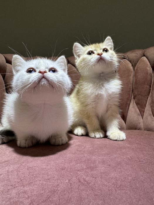 Kot kotka brytyjska FIFe FPL prawdziwy rodowód GWARANCJA