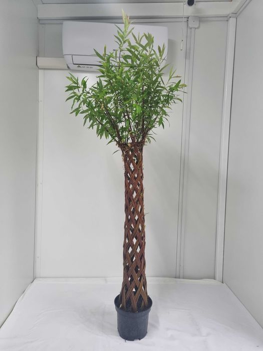 Wierzba Pleciona Dekoracyjna – Salix , Zaplatany Pień, Wys. 160 cm, 7L