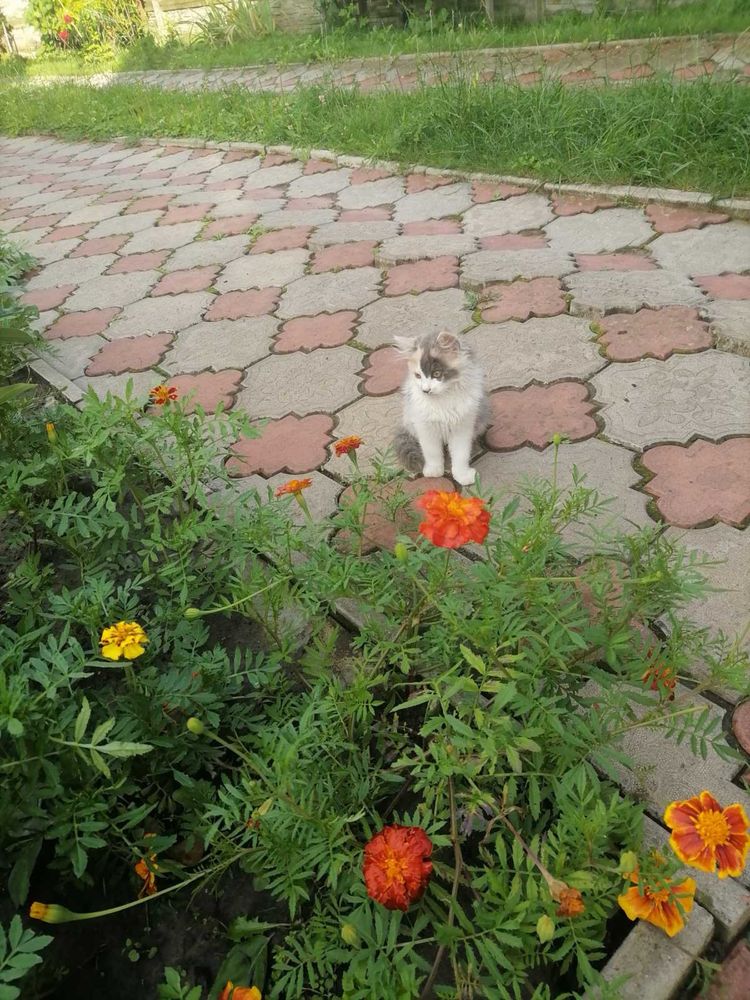 Милі   кошенята
