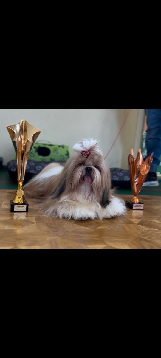 Shih tzu urzekający super piesek