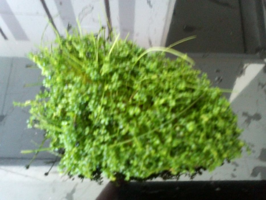 Planta de aquário - Hemianthus 'Cuba' / Eleocharis acicularis 'Mini'