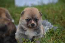 Akita, Akita inu, Akita Japońska - Suczka czerwona FCI/ZKwP