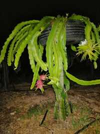 Pitaya polpa branca vende-se