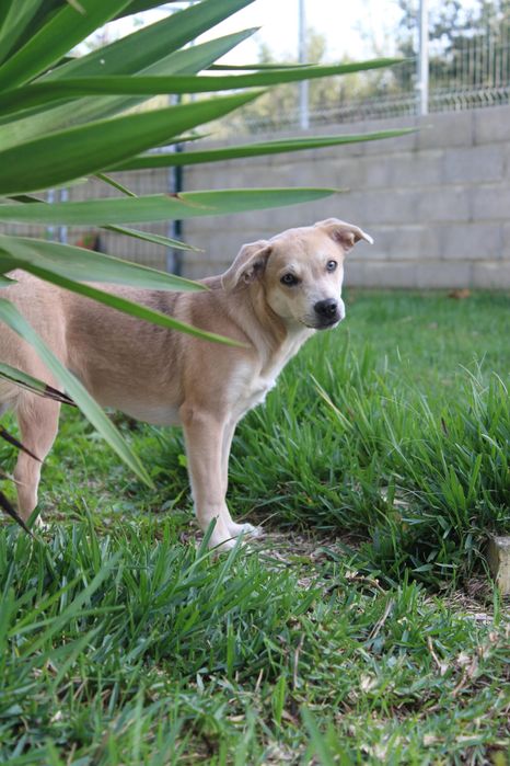 Cadelinha bebé para adopção