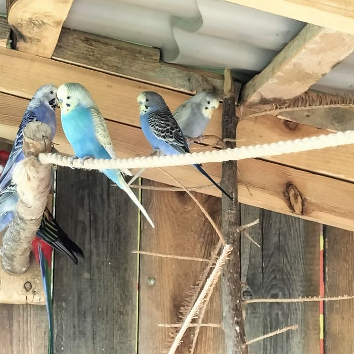 Papugi papużki faliste tęczowe