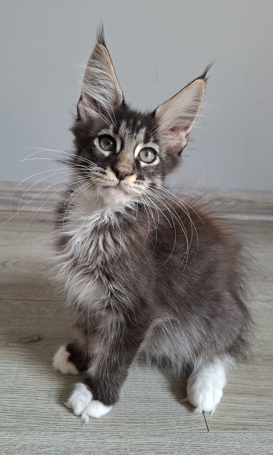 Juz do odbioru!! kocurek Maine Coon