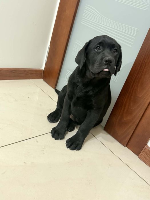 Szczeniak Labrador Retriever