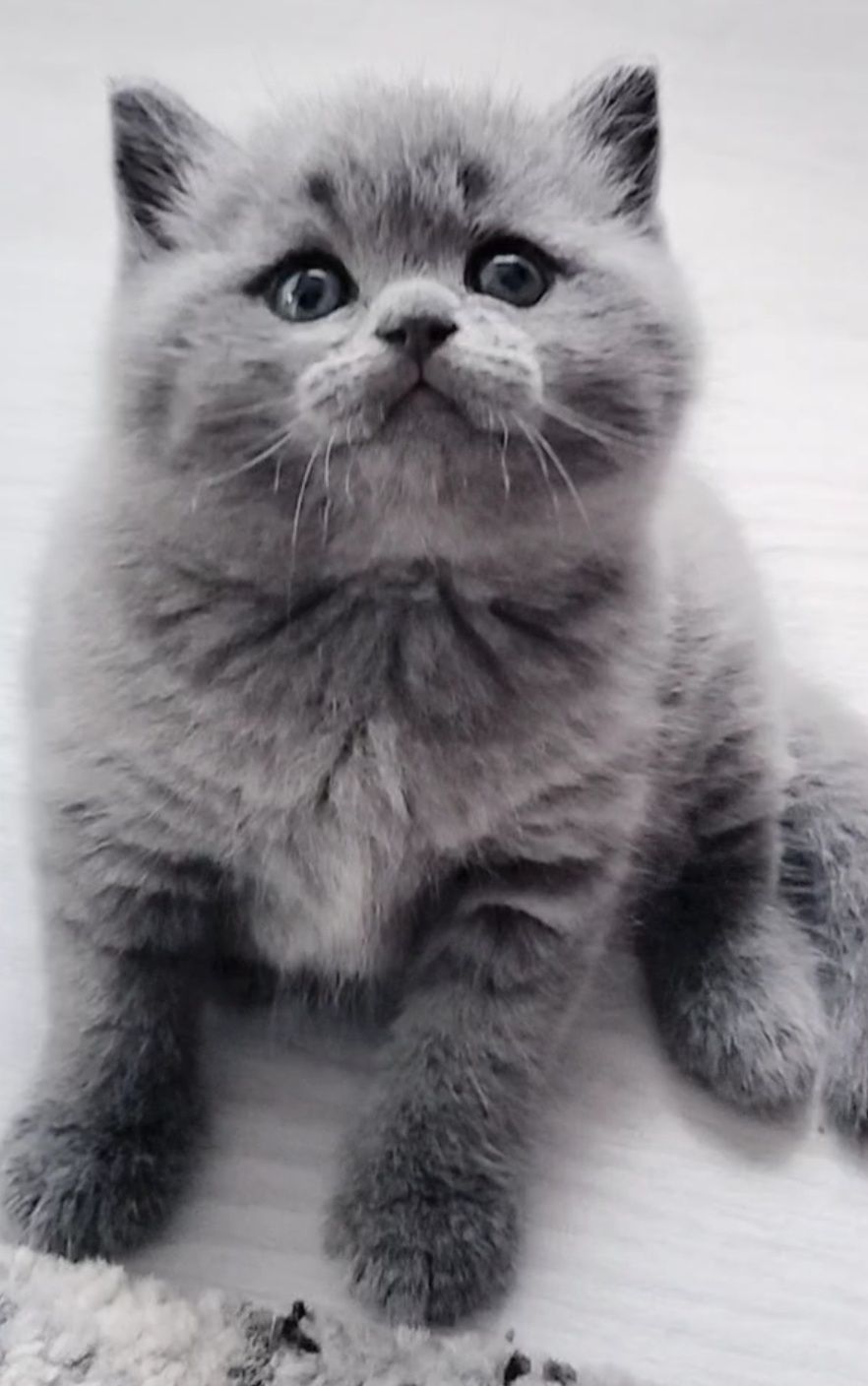 Fêmea British Shorthair blue