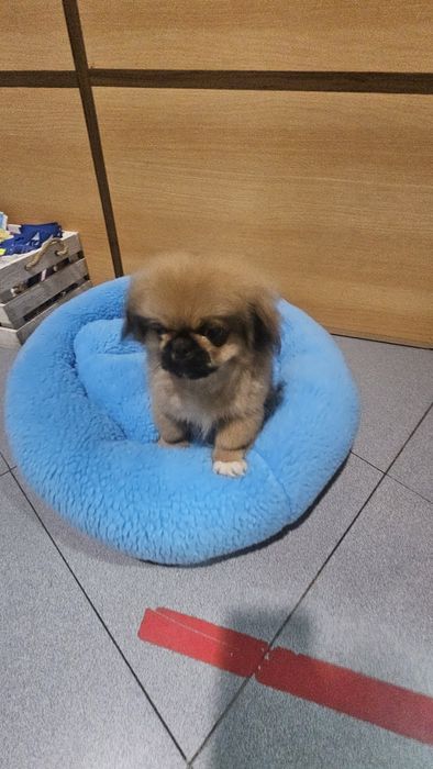 Pequines macho puro