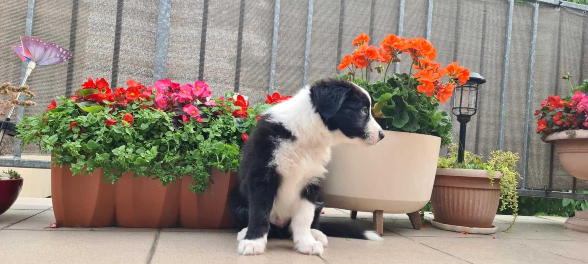 Szczeniak Border Collie