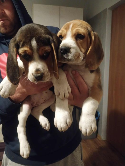 Suczka Pieski Beagle