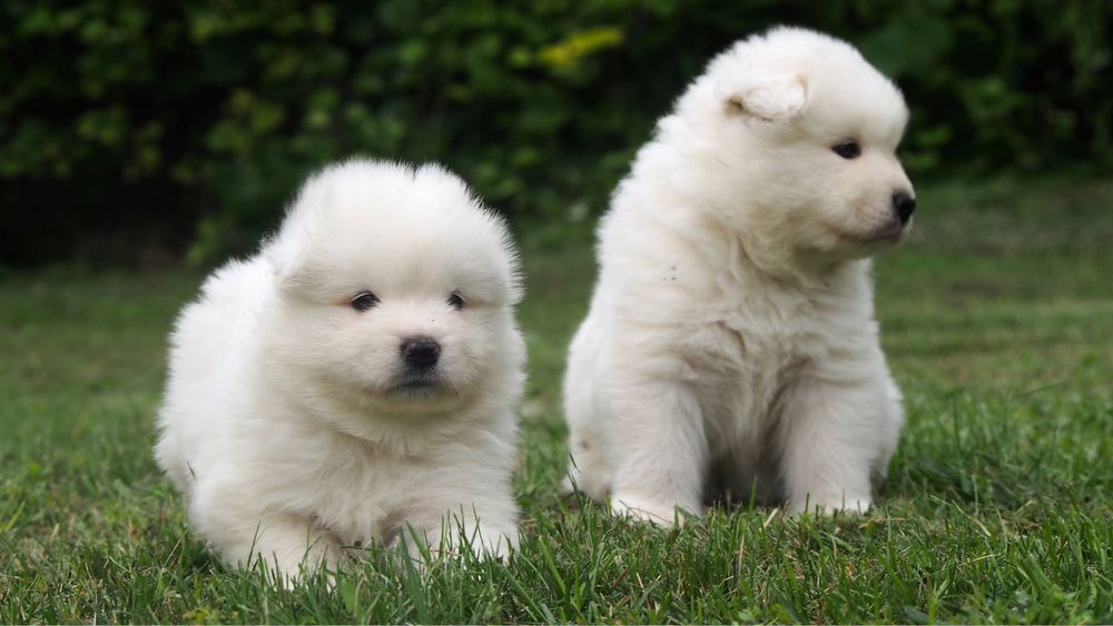 Samoyed, samojed, szczeniak, FCI, ZKwP, Krakow