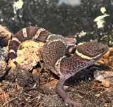 goniurosaurus luii/gekon chiński