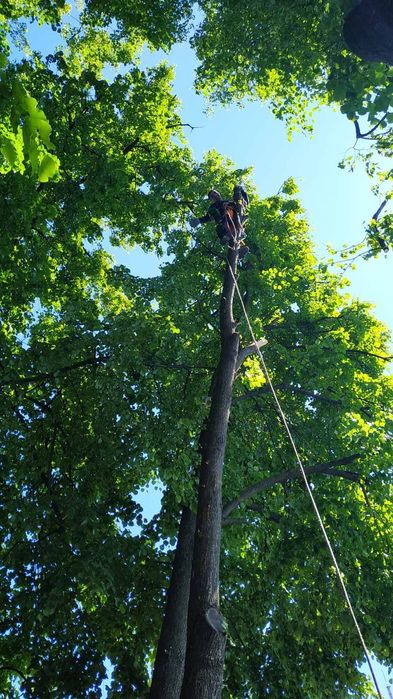 Спиляти, Зрізати ДЕРЕВО. Спилить, Обрезать ДЕРЕВО. Расчистка участка