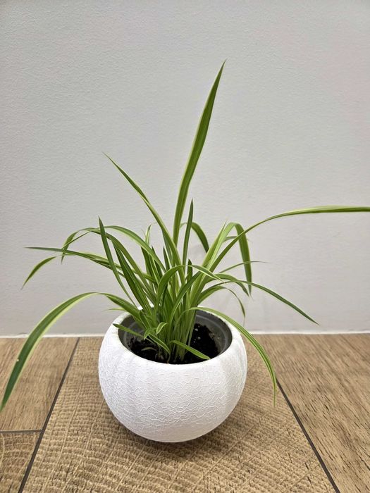 Хлорофітум. Самовивіз