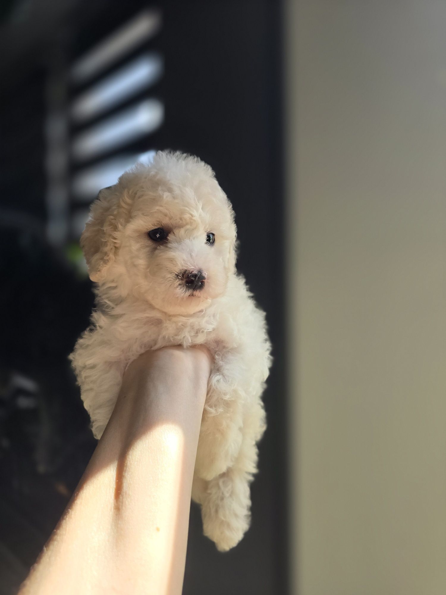 Pudel miniaturowy piesek