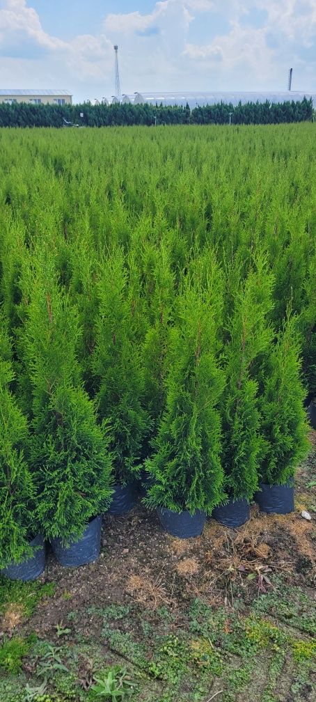 Tuja Smaragd 120 cm tuje 100 szmaragd 60 brabant laurowiśnia Mińsk maz