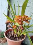 Vaso de orquídea