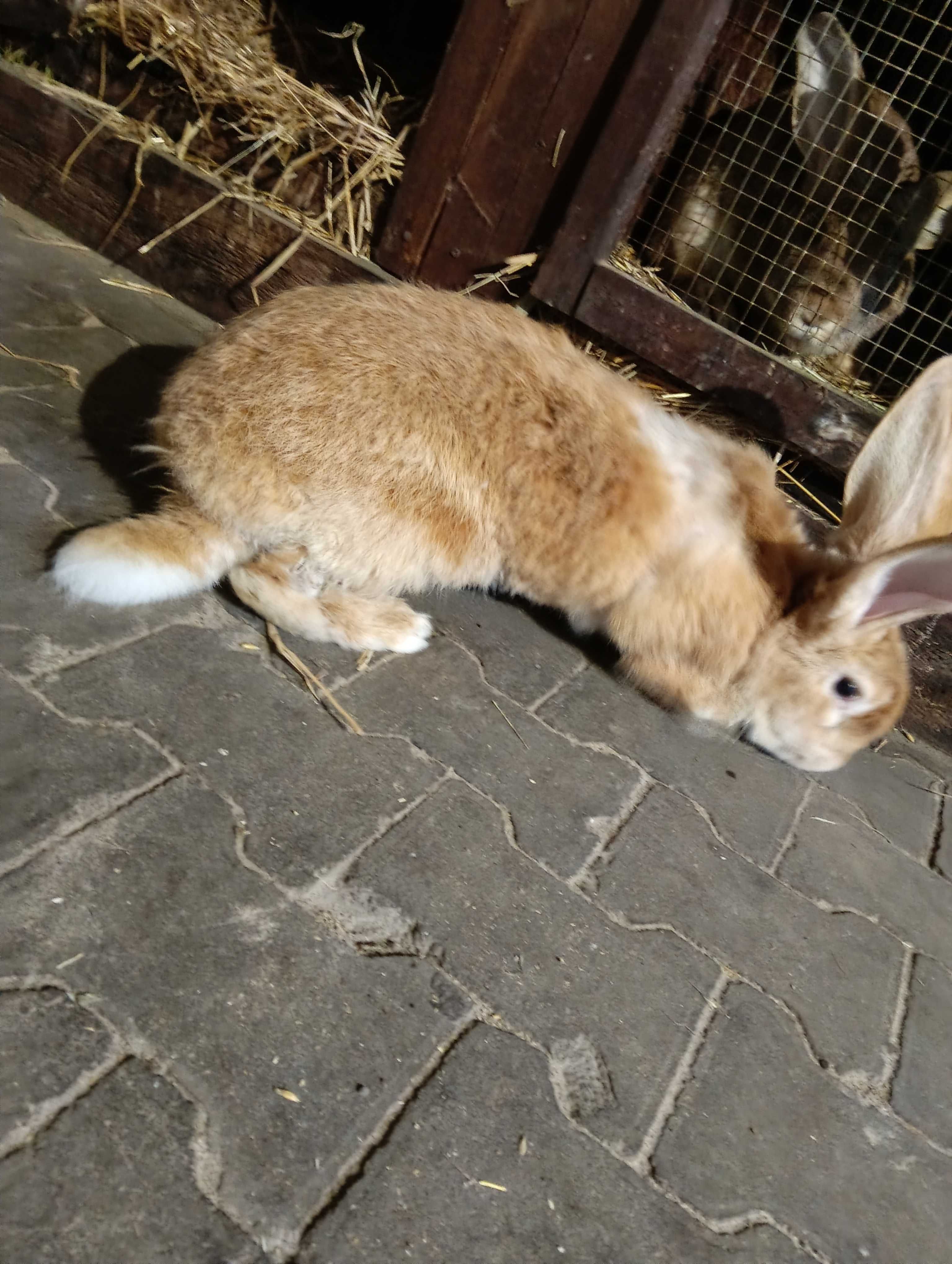 Sprzedam samca królika czysta rasa olbrzym Belgijski