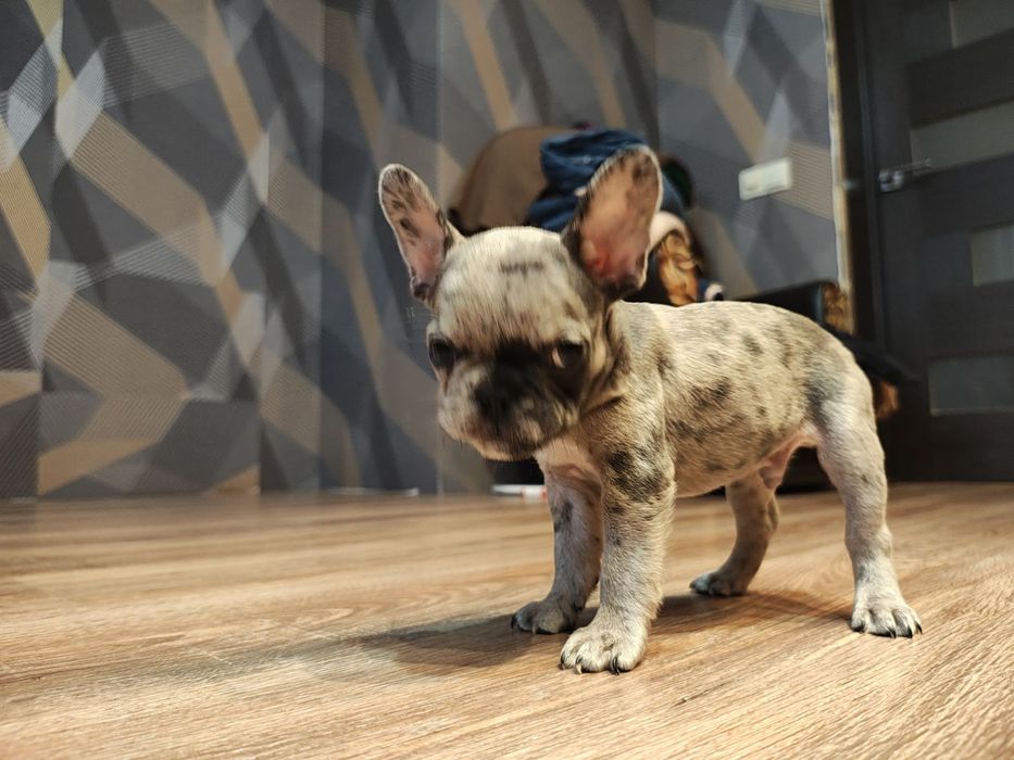 французький бульдог цуценята