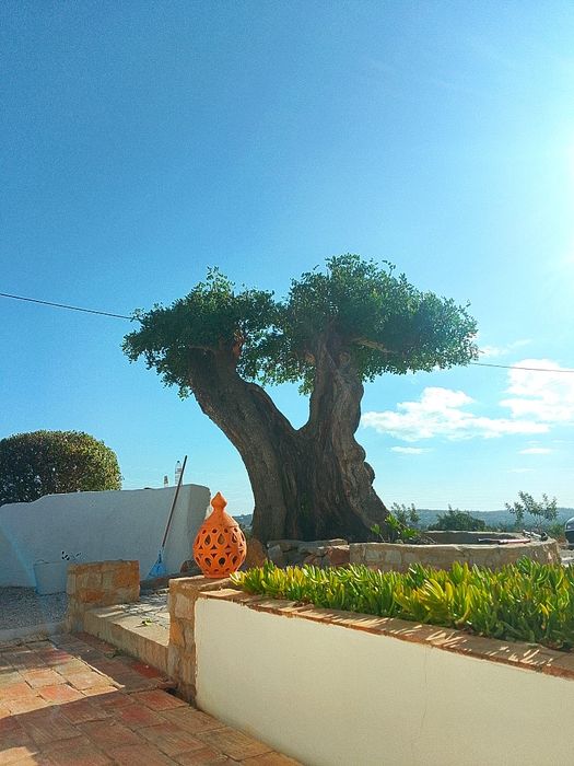 Arborismo avaliação e poda de árvores